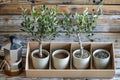 Olive Trees in Terra Cotta Pots Arranged on Wooden Background with Gardening Tools Royalty Free Stock Photo