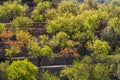 Olive trees on terraces medicean oil trees