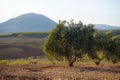 Olive trees Royalty Free Stock Photo
