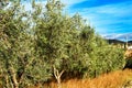 Olive trees under Blue sky in Chelva