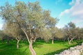 Olive trees under clouds Royalty Free Stock Photo