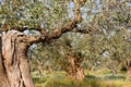 Olive trees valley at Messene in Greece Royalty Free Stock Photo