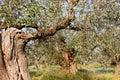 Olive trees valley at Messene in Greece