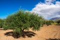 Olive tree with very good productivity of green olives, Crete, Greece. Royalty Free Stock Photo