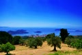 Olive trees view with seaside and ocean and sky on horizont, Skiathos landscape