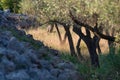 Olive trees Royalty Free Stock Photo