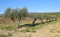 Olive trees and vineyards in the province of Barcelona