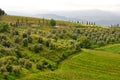 Olive trees and vineyards in Tuscany , Italy