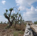 Olive Trees and Wall Royalty Free Stock Photo