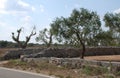 Olive Trees and Wall, Puglia Royalty Free Stock Photo