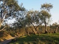 Olive Trees