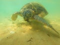 An olive turtle eats algae in shallow water. Hikkaduva