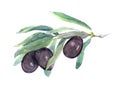 Olive twig with black olives vegetables, leaves. Watercolor Royalty Free Stock Photo