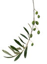 Olive twig isolated over white