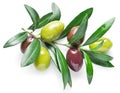 Olive twig. Royalty Free Stock Photo