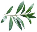 Olive twig on a white background. Royalty Free Stock Photo