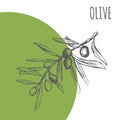 Olive vector sketch botanical plant