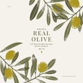 Olive vintage design template. Olive leaves and branches packaging design. Vector illustration.