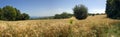 Olive, wheat and sunflowers Royalty Free Stock Photo