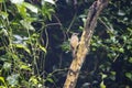 Olive winged bulbul, Pycnonotus plumosus, in a rain forest