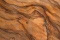 Olive wood texture background. Vintage wood. Surface of texture with natural pattern. Close up cross section of tree texture Royalty Free Stock Photo