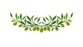 Olive wreath. Vector ornament, italy pattern