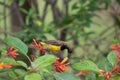 Olived-backed Sunbird feeding on nectar