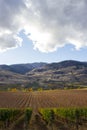 Oliver Okanagan Valley Vineyard British Columbia Royalty Free Stock Photo