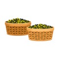 Olives in Basket as Fruit Harvesting for Industrial Oil Production Vector Illustration