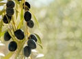 Olives on a bokeh background