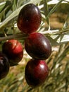 Olives branch 1 Royalty Free Stock Photo
