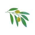 Olives on branch with green foliage. Natural food. Symbol of peace. Design template for logo, decorative product label Royalty Free Stock Photo