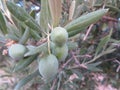 olives in branch green seeds olive oil fruit