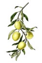 Olives branch illustration vintage clip art