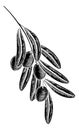 Olives Branch Illustration Woodcut Drawing