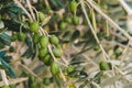 Olives on a branch of an olive tree. Detail close-up of green fruit olives with selective focus and shallow depth of field Royalty Free Stock Photo