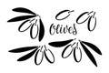 Olives Branches. Black and white silhouette. Branch with berries and text. Botanical rustic trendy greenery logo. Olive