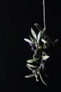Olives branches. Royalty Free Stock Photo