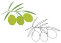 Olives, coloring page. Vector illustration.