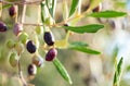 Olives with dew drops on the branch of olive tree.  Selective Focus. Shallow DOF Royalty Free Stock Photo