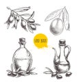 Olives fruit, branch, tree and olive oil bottle sketches set. Hand drawn vector illustrations