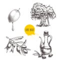 Olives fruit, branch, tree and olive oil bottle sketches set. Hand drawn vector illustrations