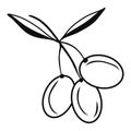 Olives group on branch icons. Black illustration. Contour liner sketch. Idea for decors, logo, patterns. Isolated vector. Royalty Free Stock Photo