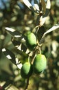 Olives growing on tree Royalty Free Stock Photo
