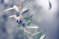 Olives growing on the tree Royalty Free Stock Photo