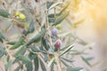 Olives growing on the tree Royalty Free Stock Photo