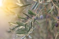 Olives growing on the tree Royalty Free Stock Photo