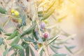 Olives growing on the tree Royalty Free Stock Photo