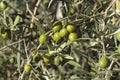 Olives growing in the tree Royalty Free Stock Photo