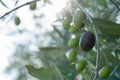 Olives Growing on Tree Royalty Free Stock Photo